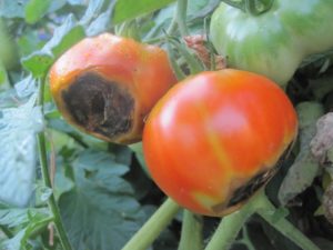 Urban Gardening Mistakes - Not avoiding blossom end rot pictured here