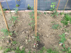 Urban Gardening Mistakes - These tomato plants are too close together