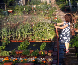 Urban Gardening Mistakes - Watering the plant not the ground